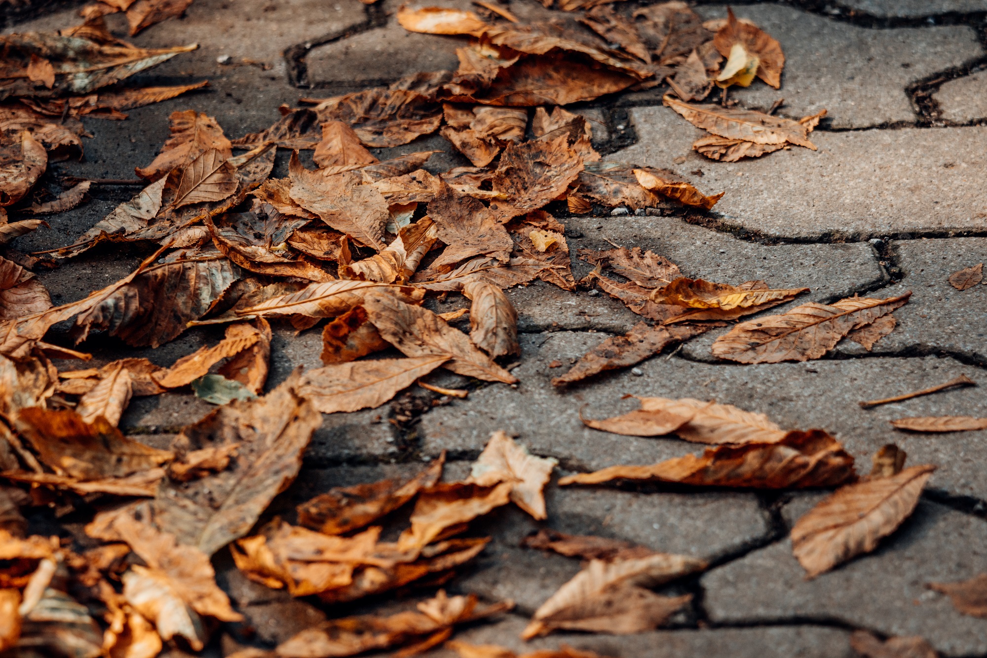 Wenn nasses Herbstlaub zum Verhängnis wird – jetzt gilt es, Rutschunfällen vorzubeugen