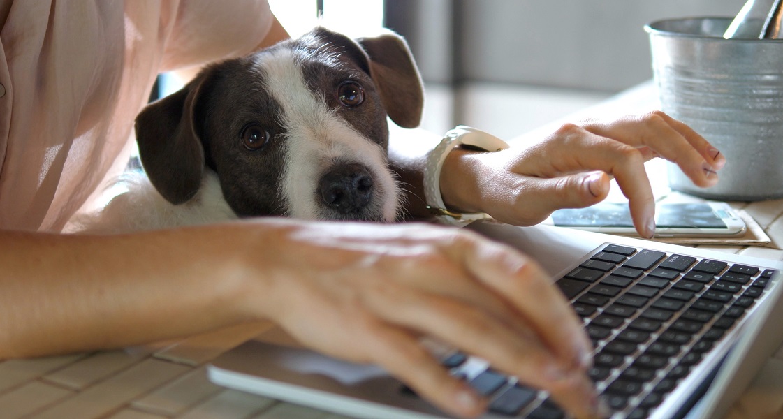 Auf den Hund gekommen? – Damit es mit Haustieren am Arbeitsplatz entspannt bleibt